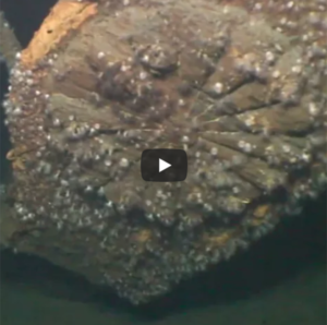 戦艦「大和」潜水調査公開映像